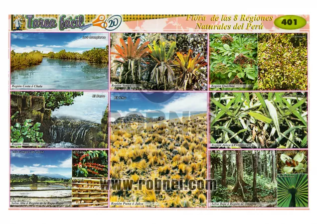 Flora De Las 8 Regiones Naturales Del Peru